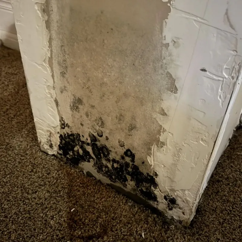 Professional Mold Removal in Dauphin County, PA
